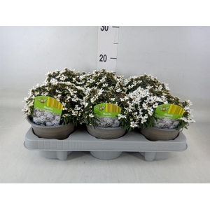 Iberis semp. 'Fischbeck'