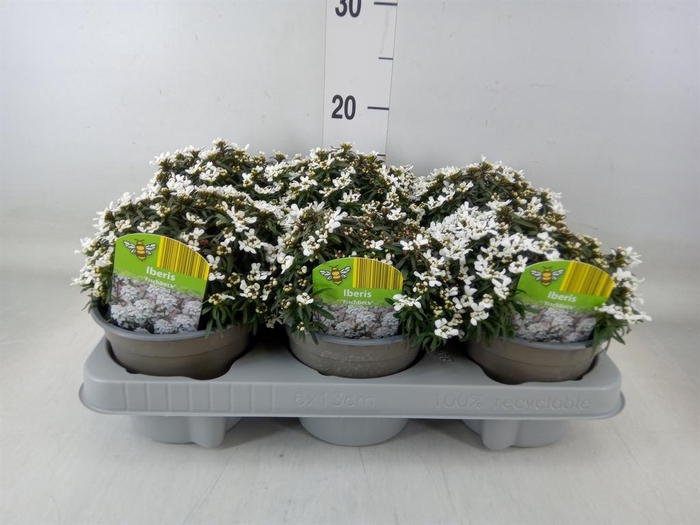 <h4>Iberis semp. 'Fischbeck'</h4>