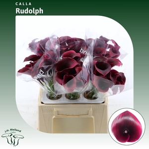 Calla Rudolph