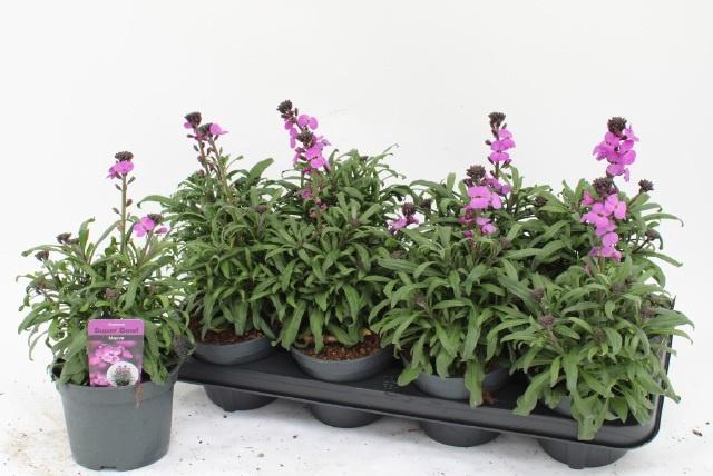 <h4>ERYS BOWLES MAUVE</h4>