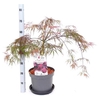 Acer Pa Garnet