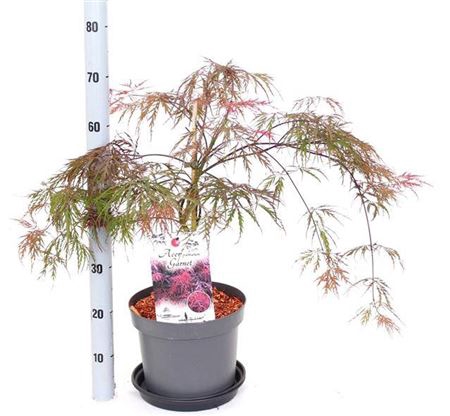 Acer Pa Garnet
