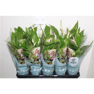 Spath Torelli 3+