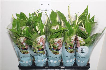 <h4>Spath Torelli 3+</h4>