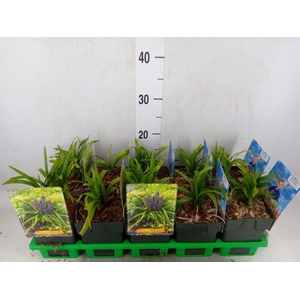 Liriope muscari 'Royal Purple'