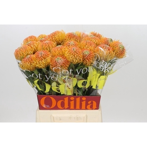 Nutans Ayoba Peach