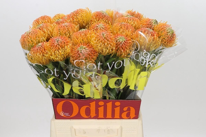 <h4>Nutans Ayoba Peach</h4>
