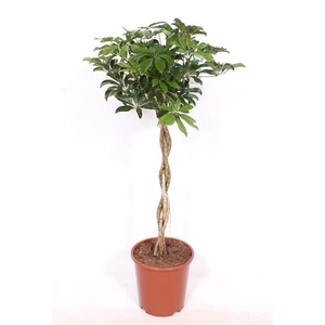 Schefflera arboricola 'Compacta'