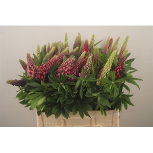 Lupinus