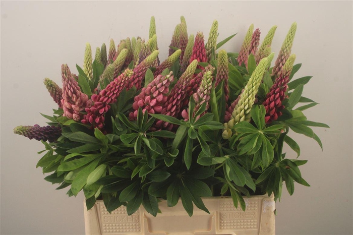 <h4>Lupinus</h4>
