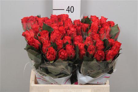 <h4>R Gr Bright Torch</h4>