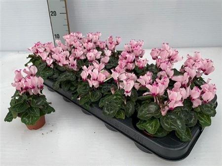 Cycl Kl Sup Ver Vict