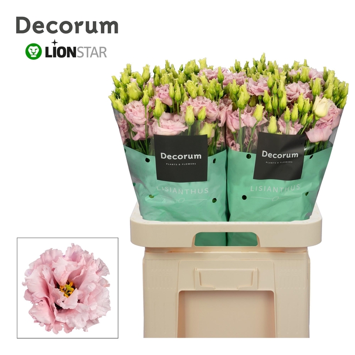 <h4>EUS G CELEB QUEEN</h4>