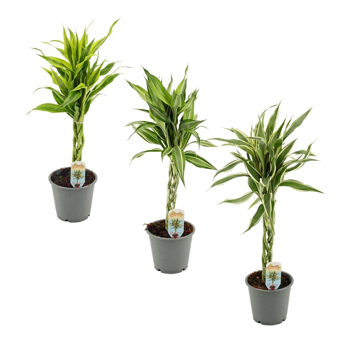 <h4>Dracaena Sanderiana vlecht mix 12 cm</h4>
