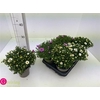 arr8 Aster D Mix In Tray
