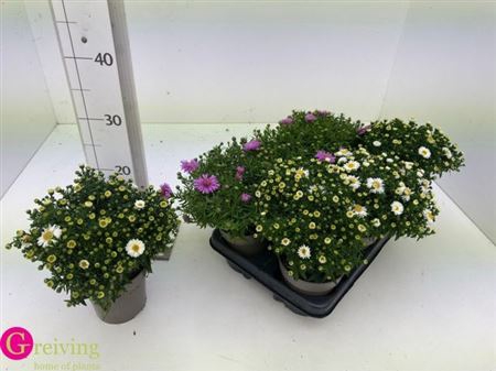 arr8 Aster D Mix In Tray