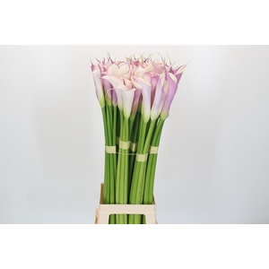 Zantedeschia Eydolls Purple White