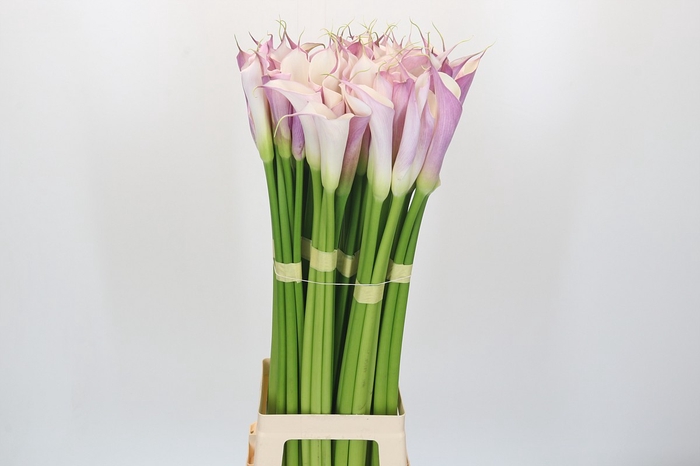 Zantedeschia Eydolls Purple White