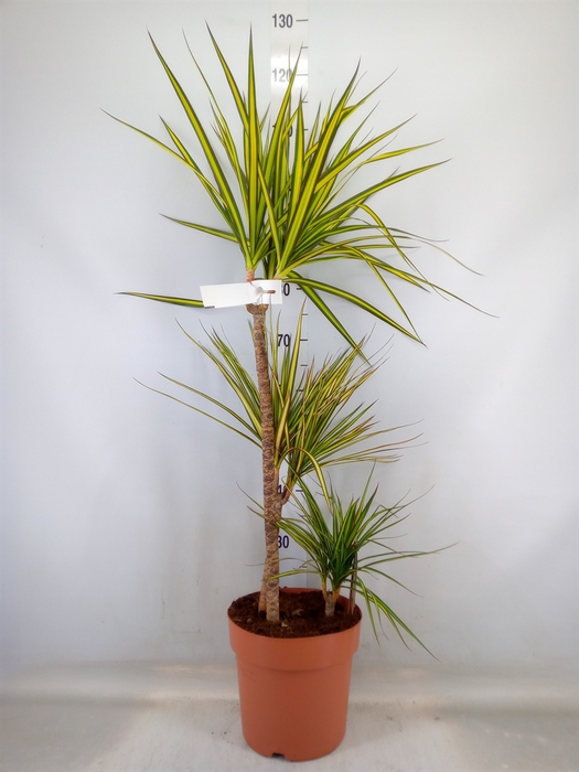 <h4>Dracaena marg. 'Sunray'</h4>