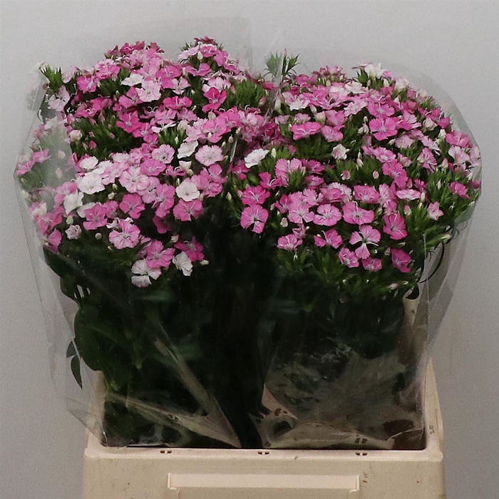 <h4>Di Barb Amazon Pink</h4>