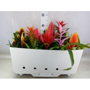 Bromelia   ...mix 10