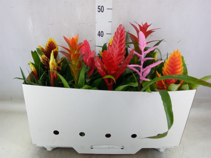 <h4>Bromelia   ...mix 10</h4>