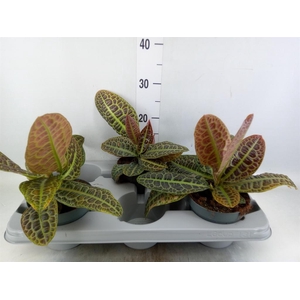 Labisia obtusifolia 'Kura Kura'