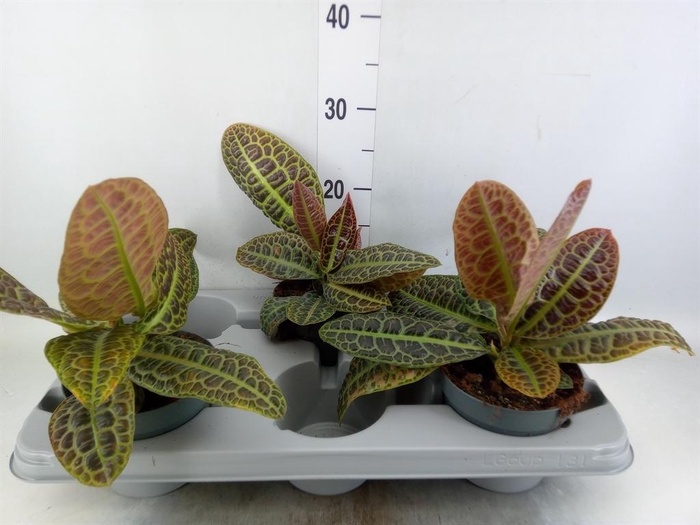 <h4>Labisia obtusifolia 'Kura Kura'</h4>