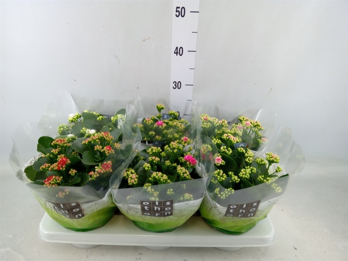 <h4>Kalanchoe blos.   ..rosebud mix  4</h4>