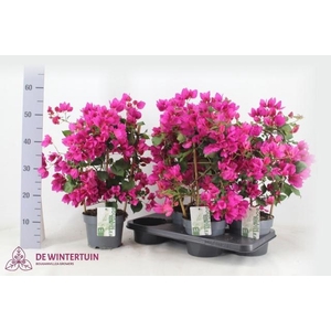 BOUGAINV SANDERIANA