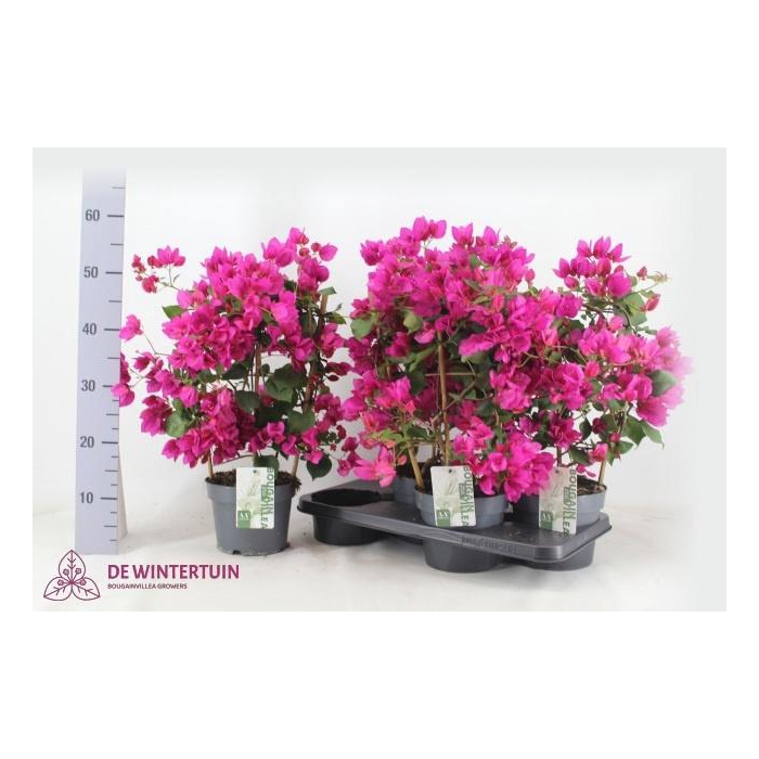<h4>BOUGAINV SANDERIANA</h4>