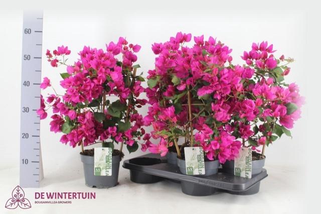 BOUGAINV SANDERIANA