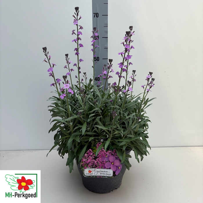 <h4>ERYS BOWLES MAUVE</h4>