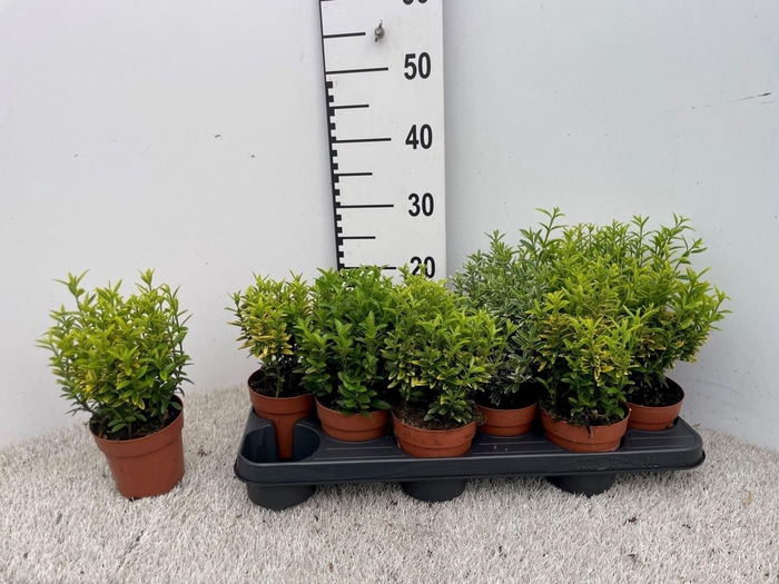 <h4>Euonymus japonicus gemengd</h4>