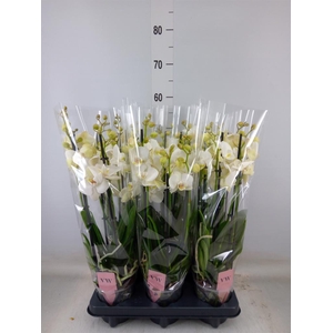 Phalaenopsis  'Ant Inverness'