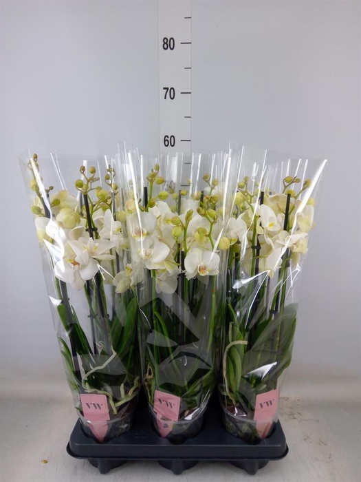 <h4>Phalaenopsis  'Ant Inverness'</h4>