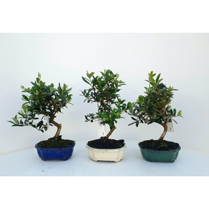 Olea europaea, pot 15cm.