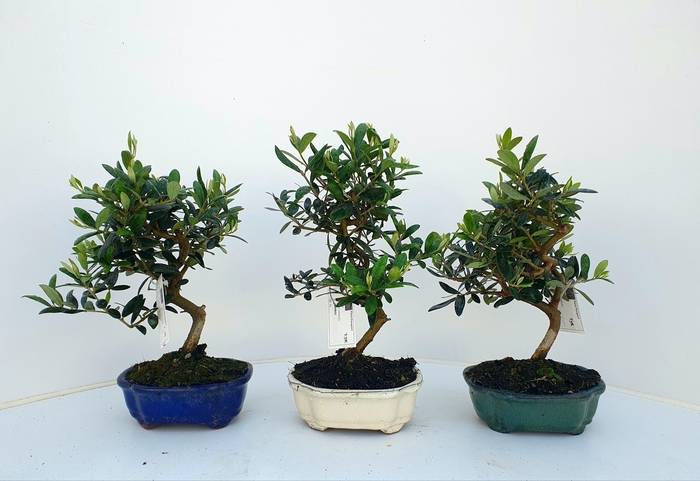 <h4>Olea europaea, pot 15cm.</h4>