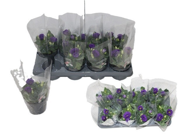 <h4>EUST JULIETTA BLUE</h4>