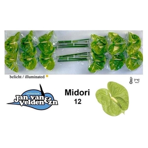 Anth A Midori 13 cm X12 Jan van Velden