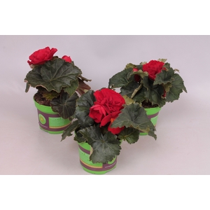 Begonia tub. Red