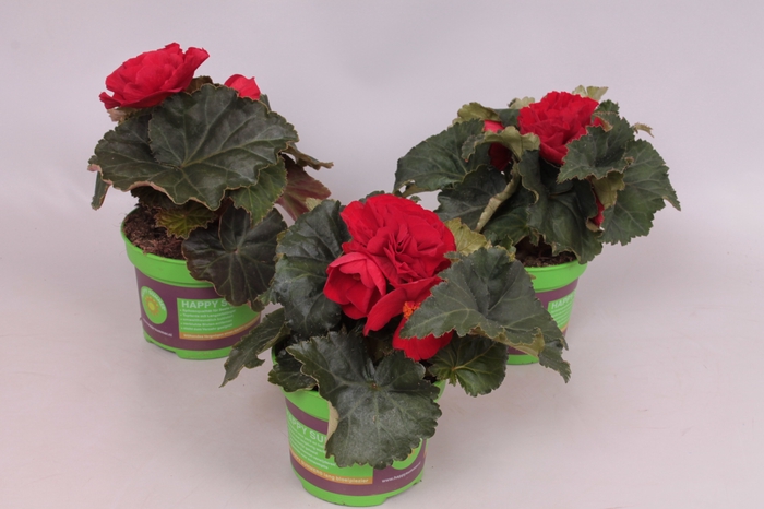 Begonia tub. Red