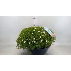 Arenaria montana