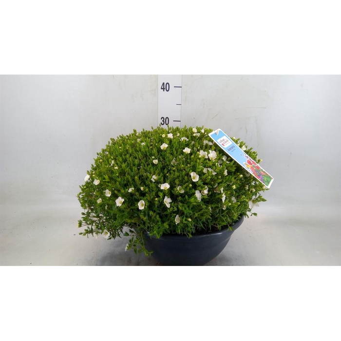 <h4>Arenaria montana</h4>