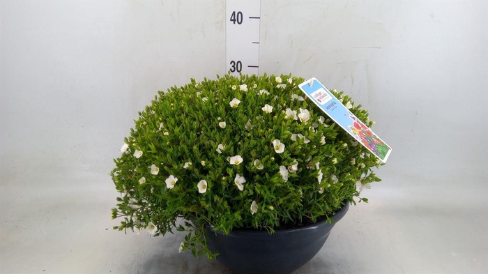 <h4>Arenaria montana</h4>