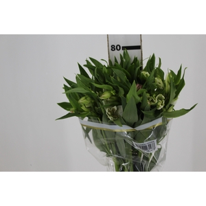 ALSTROEMERIA WHISTLER 080 CM