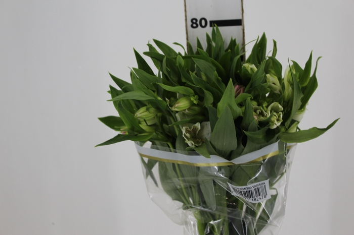 <h4>ALSTROEMERIA WHISTLER 080 CM</h4>