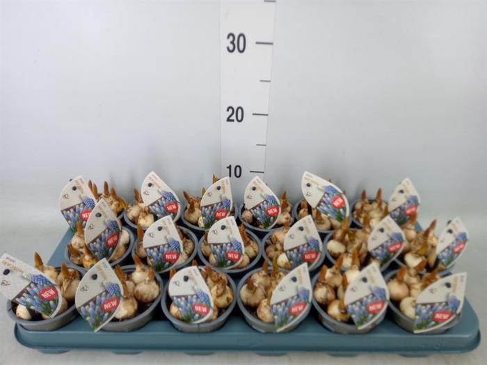 <h4>Muscari   ...</h4>