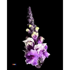 Antirrhinum Pastel Milka
