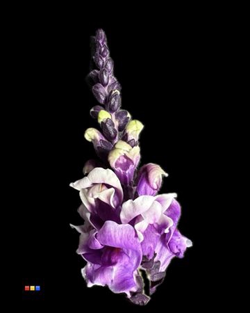 <h4>Antirrhinum Pastel Milka</h4>